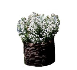 Cesto De Cesto Cerimônia - Não acompanha as Flores