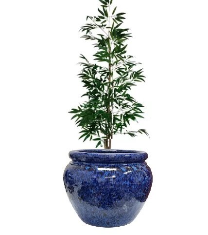 Aluguel de Vaso Árvore Bambu Da Sorte Vaso Grande Decorativo Sala Escritório